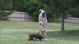 Liv (Standard Poodle) Boot Camp Dog Training Video