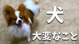 犬を飼ってみてわかった大変なこと。パピヨンを小型犬と侮ることなかれ。大変なのもまた幸せ。#papillon #パピヨン