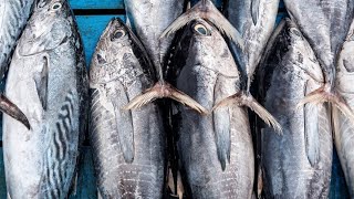 പൂന്തുറ കടപ്പുറം Poonthura Fish Market trivandrum