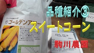 品種紹介③　アスパラガス・スイートコン　ドルチェドリーム　邑南町　駒川農園　22.2.1