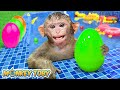 Monkey Toby go swimming in a pool full of surprise eggs | MONKEY TOBY ANIMAL