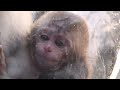 baby monkey.　ニホンザルの赤ちゃん2014（旭山動物園）①