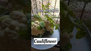 Cauliflower is a fantastic addition to your winter diet