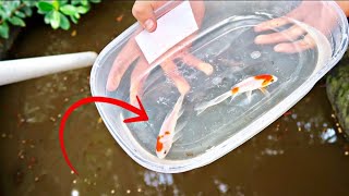 SAVING colorful GOLDFISH from NASTY  POND!!