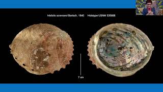 Roy Hattori and his Amazing Discovery of the White Abalone!