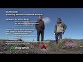 skarfanes growing forests in iceland deserts