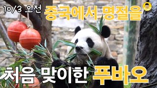 10월 3일 푸바오 실시간 영상, 처음으로 중국에서 명절을 맞는 푸바오는...??