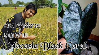 วิธีชำบอนแบล็คคอรัล Colocasia Black Coral แบบตัดสด ง่ายมากๆ : หลงไม้ใบ EP.12