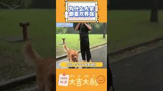 果然做狗狗不能太舔了 #狗  #猫咪  #狗狗  #可爱