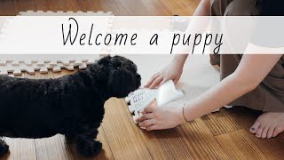 【ご報告】家族が増えます＊／暮らしのvlog／子犬を迎える準備／Welcome a puppy