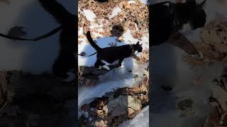 Walk 1.29.25 | Camina Explores A Frozen Creek I | Cox Arboretum #tuxedocat  #snow #hiking