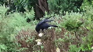 Krähe versucht im Garten Meisenknödel zu stehlen