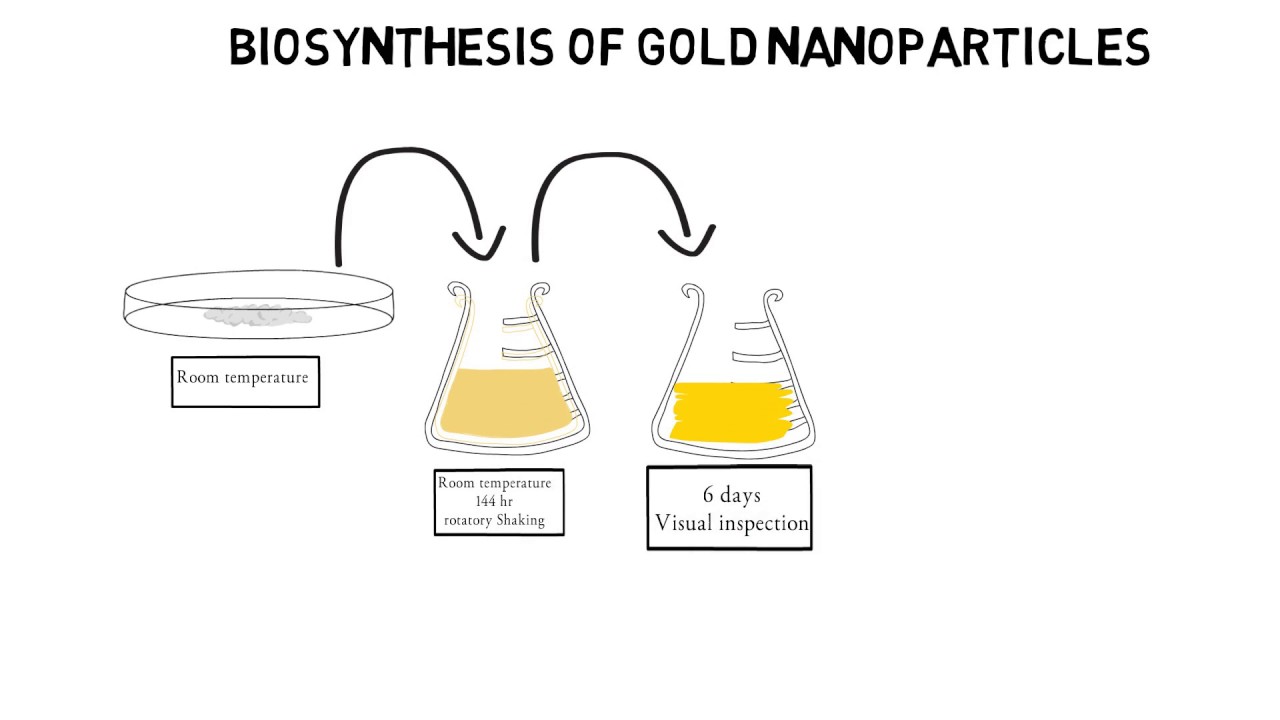 Biosynthesis Of Gold Nanoparticles| Draw My Thesis - YouTube