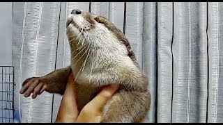 カワウソだって時には落ち込むさ [Otter life Day 143]