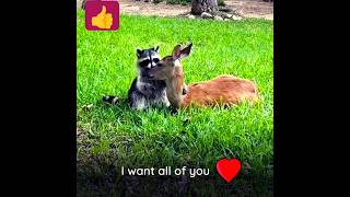 A true friend is the greatest of all blessings#Friends #Friendship #UnusualFriends #Raccoon #Fawn 