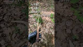 변려견과 산행#노루뿔