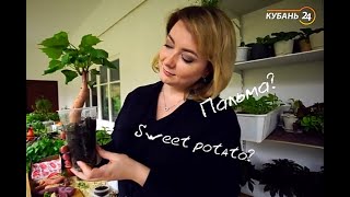 Самый вкусный Батат. #batatchudo #чудобатат