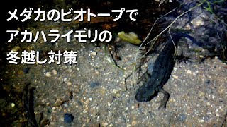 【メダカとイモリの自然繁殖ビオトープ】アカハライモリの越冬。幼体イモリの冬越しをビオトープの環境設計で間接サポートします。