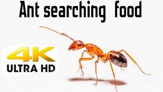 Ant searching for food 4k చీమ ఆహారం కోసం అన్వేషణ