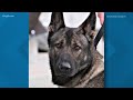 Tacoma police K9 killed in the line of duty