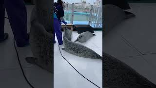 おしゃべりが大好きなゴマフアザラシのハナコ　アザラシランド　Hanako, a  Spotted Seal who loves to talk