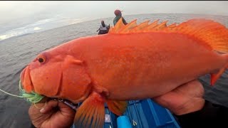 Mancing Di kedalaman 120 Meter Tepat Di Sarang Ikan Kerapu Sunu Besar🔥#ultralightjigging #kerapusunu