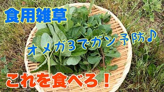 畑で採れるガン予防に効果がある食用雑草