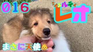 【シェルティ】このままの大きさでいてほしい！