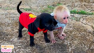 Cute moments of baby monkey and puppies