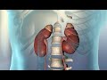 Kidney Function