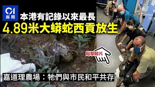 本港有記錄最長蟒蛇回歸大自然　嘉道理農場：與市民和平共存｜01新聞