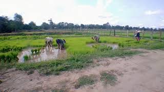 วิถีชีวิตชาวนาลาว ວິຖີຊິວິດຊາວນາລາວ ພາກັນຫລົກກ້າກຽມດຳນາ