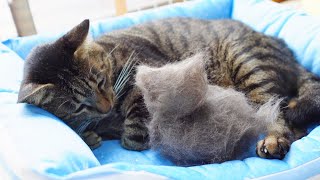 【猫動画】その毛猫は新入りか？🐈💕週1のシリコンブラシで猫毛が沢山取れました😏✨