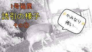 令和4年　有害鳥獣捕獲　1号箱罠【デカくて優しいお母さん】イノシシ箱罠　boartrap