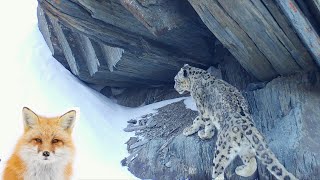 Red fox inspecting Snow Leopard marking site!