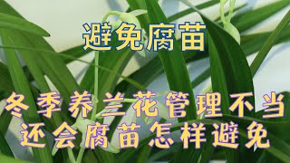 北方冬季室内养兰花，管理不当还会腐苗，怎样避免