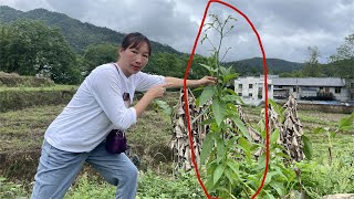 农村这种植物叫“提神草”，曾经有人大面积种植，现在无人种植