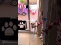 a day in the life of brodie and cooper shorts dogs doglife funny