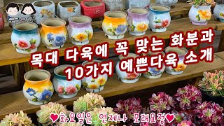 25.01.22 오늘부턴 화요일에 만나요🧡/ 모래요정 다육식물 (多肉植物) (たにくしょくぶつ) Korean Succulent