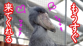 【最後まで必見】閉園1時間前から飼育員さんをソワソワして待つハシビロコウふたばちゃん!【春のふたば2024-26】Futaba,the Shoebill   Spring 2024-26 掛川花鳥園