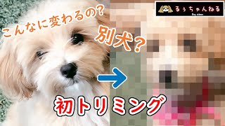 【るぅちゃんねる】初トリミング【マルプー】