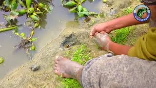 কুচিয়া মাছ ধরার কৌশল | Kuchiya Fishing | Ell fish catch | Village Fishing BD