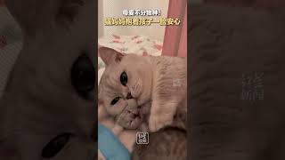 母爱不分物种猫🐱猫妈妈抱着孩子一脸宠溺