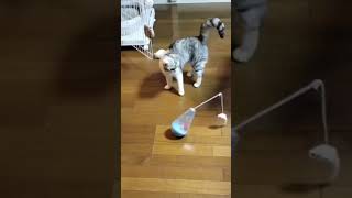 ダイソー  猫用おきあがりこぼし。子猫にプレゼント。