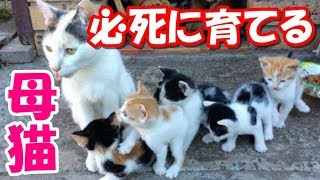 子猫達がガリガリにやせ細った状態で保護される！厳しい状況でも授乳を続けた母猫に胸を打たれる【感動する話】