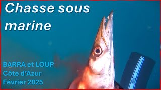 Gros barra et loup - Chasse sous marine - Mediterranee