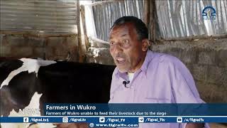 Farmers of Wukro, Tigray unable to feed their livestock due to the siege