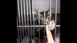 【三つ子子猫】　生後４０日目　遊んで♪遊んで♪  【病院にて】　Protected triple kittens, take milk volunteer at hospital