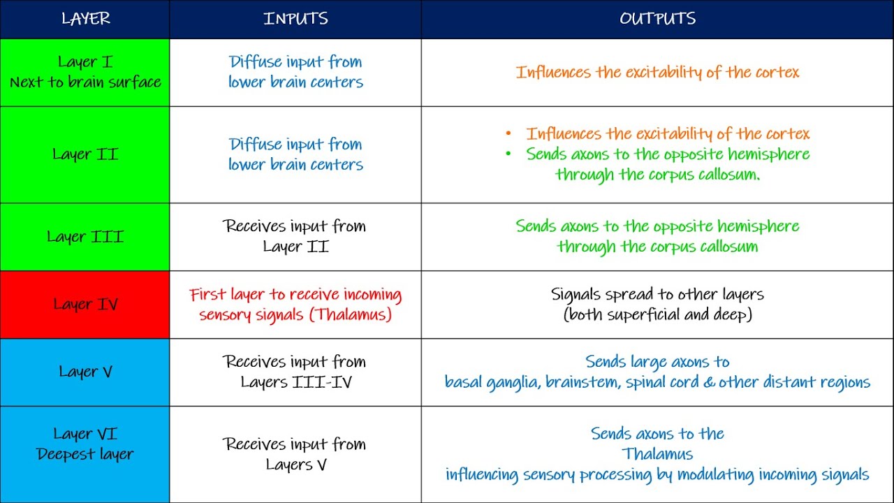 Layers Of Sensory Cortex 2 Point Tactile Discrimination Lateral