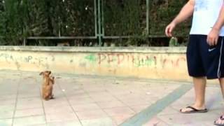 super o'rgatilgan it.супер обученная собака.super trained dog